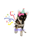 うちの犬 黒豆柴（個別スタンプ：9）