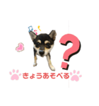 うちの犬 黒豆柴（個別スタンプ：10）