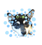 うちの犬 黒豆柴（個別スタンプ：11）