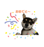 うちの犬 黒豆柴（個別スタンプ：12）