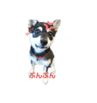 うちの犬 黒豆柴（個別スタンプ：13）