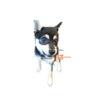 うちの犬 黒豆柴（個別スタンプ：14）