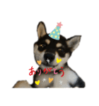 うちの犬 黒豆柴（個別スタンプ：15）