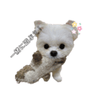 まぐまぐシリーズ（個別スタンプ：11）