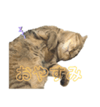 まるいネコとこわいイヌ（個別スタンプ：2）