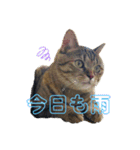 まるいネコとこわいイヌ（個別スタンプ：3）