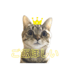 まるいネコとこわいイヌ（個別スタンプ：5）