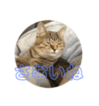 まるいネコとこわいイヌ（個別スタンプ：7）