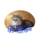 まるいネコとこわいイヌ（個別スタンプ：10）