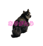 まるいネコとこわいイヌ（個別スタンプ：11）