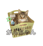 まるいネコとこわいイヌ（個別スタンプ：16）