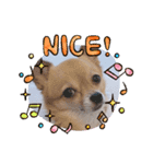 こたこてつ（個別スタンプ：3）