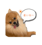 相棒ポン太(ポメラニアン)の日常4th✩.*˚（個別スタンプ：1）