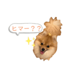 相棒ポン太(ポメラニアン)の日常4th✩.*˚（個別スタンプ：3）