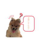 相棒ポン太(ポメラニアン)の日常4th✩.*˚（個別スタンプ：4）