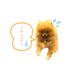 相棒ポン太(ポメラニアン)の日常4th✩.*˚（個別スタンプ：5）