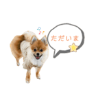 相棒ポン太(ポメラニアン)の日常4th✩.*˚（個別スタンプ：7）