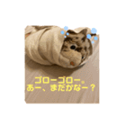 くま吉、念願のスタンプデビュー（個別スタンプ：14）