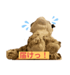 くま吉、念願のスタンプデビュー（個別スタンプ：22）