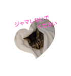 BooKiKiスタンプ（個別スタンプ：1）