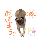 ブーだよ！！（個別スタンプ：1）
