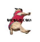 ブーだよ！！（個別スタンプ：13）
