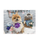 ポメラニアンのぴろ☆こう（個別スタンプ：1）