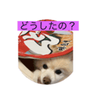 ポメラニアンのぴろ☆こう（個別スタンプ：4）