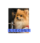 ポメラニアンのぴろ☆こう（個別スタンプ：6）