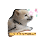 ポメラニアンのぴろ☆こう（個別スタンプ：8）