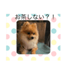 ポメのぴろさん♡こうさん（個別スタンプ：3）