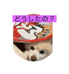 ポメのぴろさん♡こうさん（個別スタンプ：5）