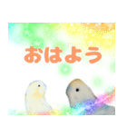 かわいいインコたち（個別スタンプ：14）