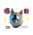 赤柴クロだよ⑦（個別スタンプ：1）