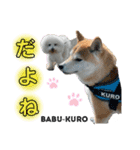 赤柴クロだよ⑦（個別スタンプ：2）