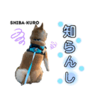 赤柴クロだよ⑦（個別スタンプ：4）