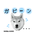 赤柴クロだよ⑦（個別スタンプ：6）