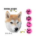 赤柴クロだよ⑦（個別スタンプ：8）