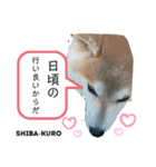 赤柴クロだよ⑦（個別スタンプ：9）