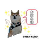 赤柴クロだよ⑦（個別スタンプ：10）