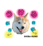 赤柴クロだよ⑦（個別スタンプ：11）