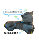 赤柴クロだよ⑦（個別スタンプ：12）