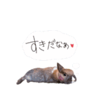 また白ソックスを履いたぽむ*（個別スタンプ：13）