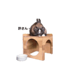 また白ソックスを履いたぽむ*（個別スタンプ：19）