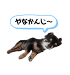 可愛いチワワのぴーたん（個別スタンプ：14）