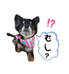 可愛いチワワのぴーたん（個別スタンプ：32）