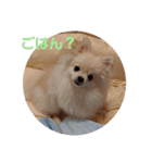 カワイイわんこ(犬のこと)スタンプ！（個別スタンプ：1）
