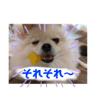 カワイイわんこ(犬のこと)スタンプ！（個別スタンプ：2）