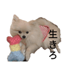 カワイイわんこ(犬のこと)スタンプ！（個別スタンプ：5）