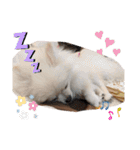 カワイイわんこ(犬のこと)スタンプ！（個別スタンプ：6）